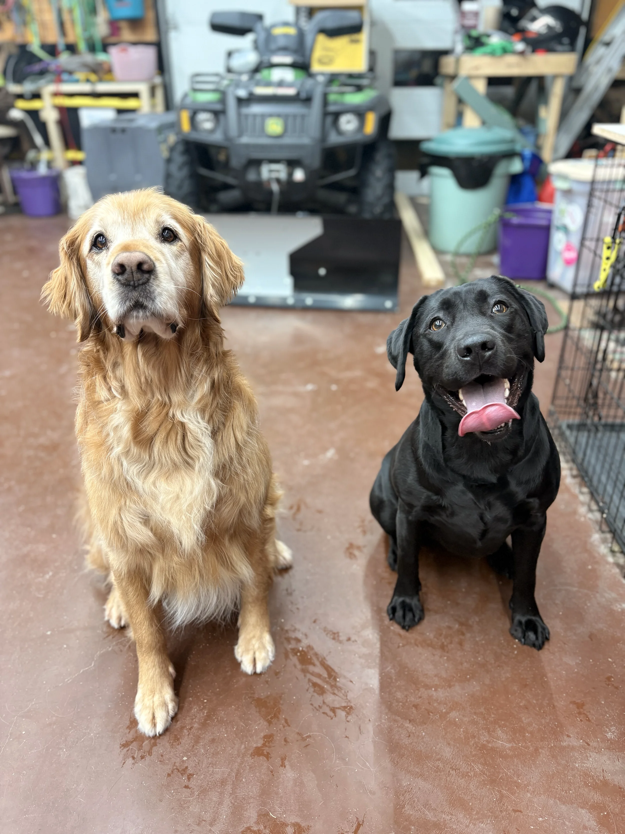 Board and train program at Graceful Hounds