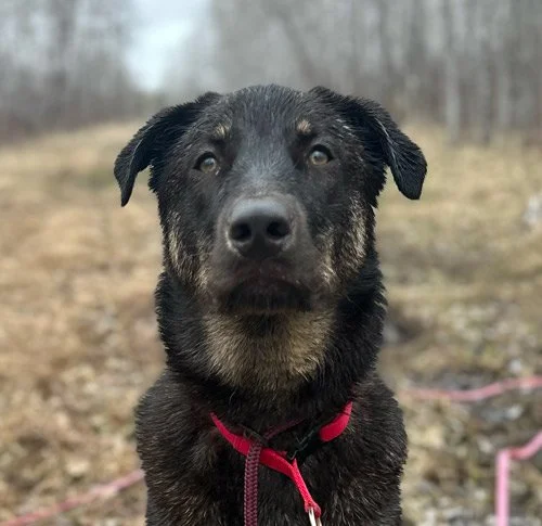 Cola the dog