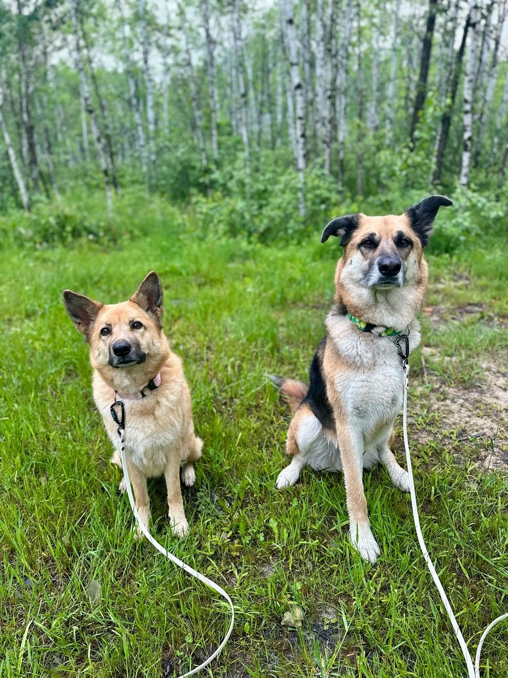Shelby and Calico