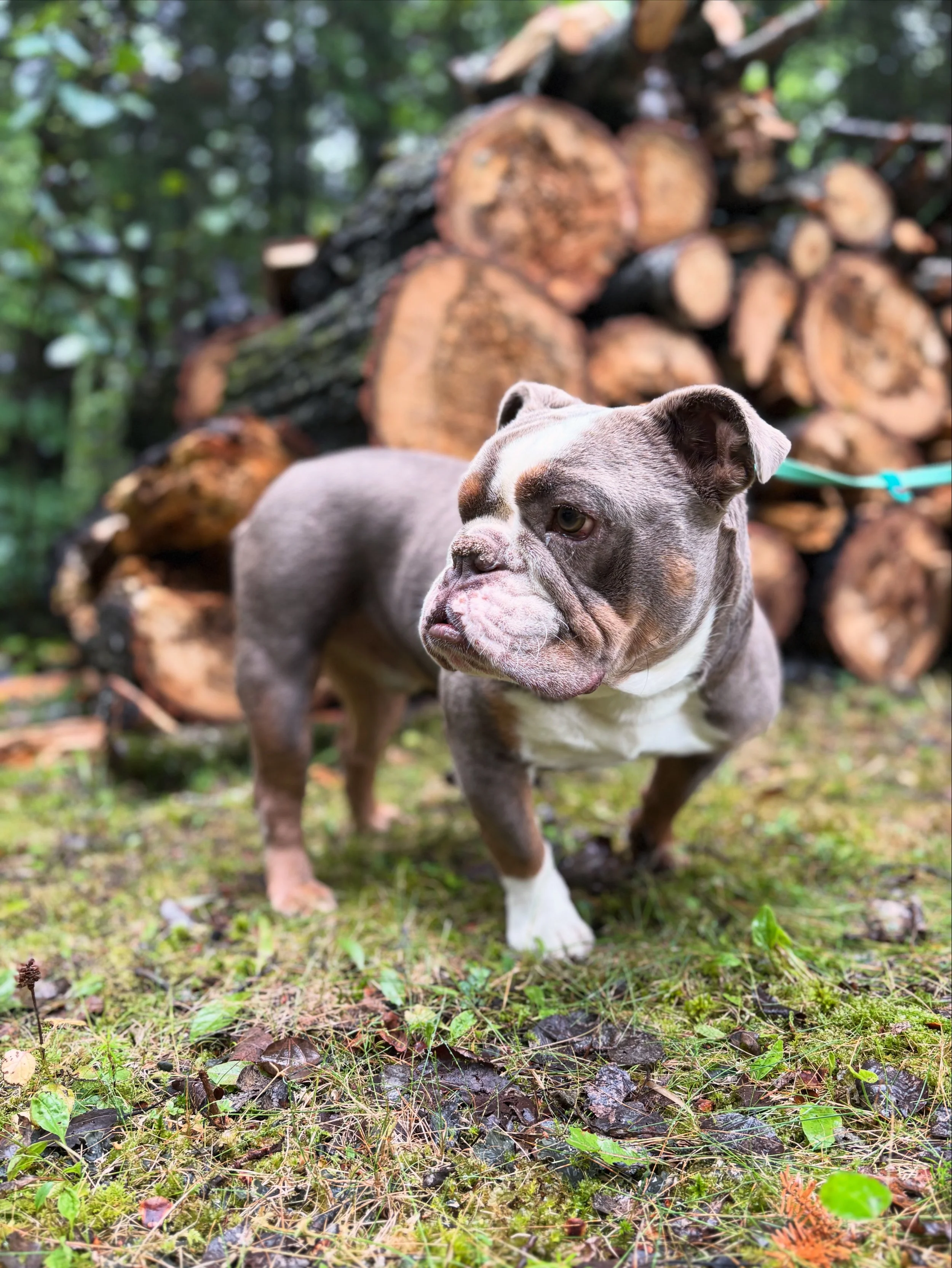 Arnold the dog