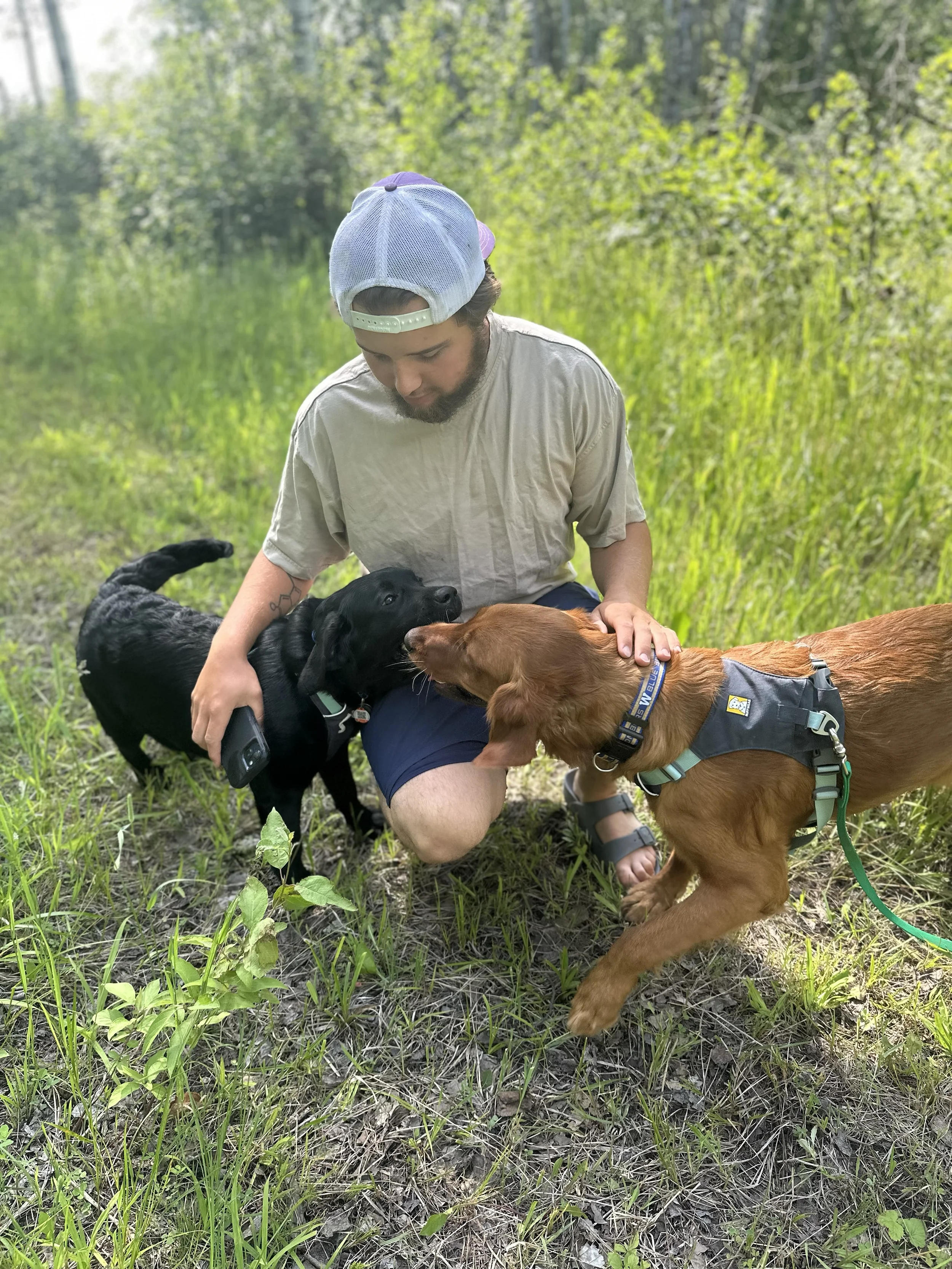 Graceful Hounds dog support and consultation