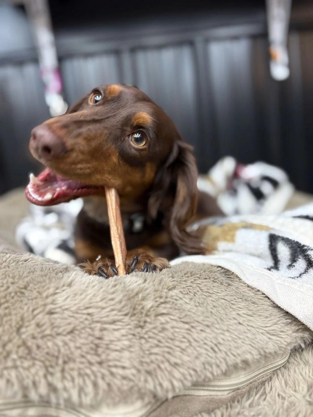Wilbur the dog
