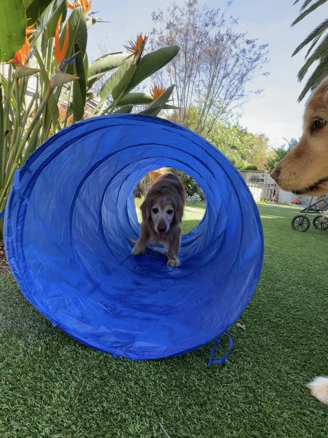 Dog 4