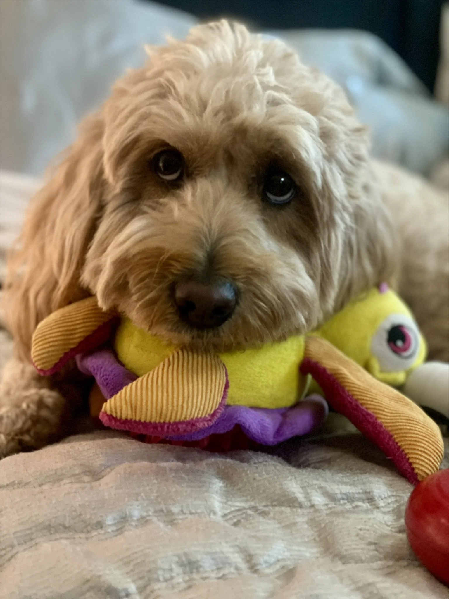 Dog 6
