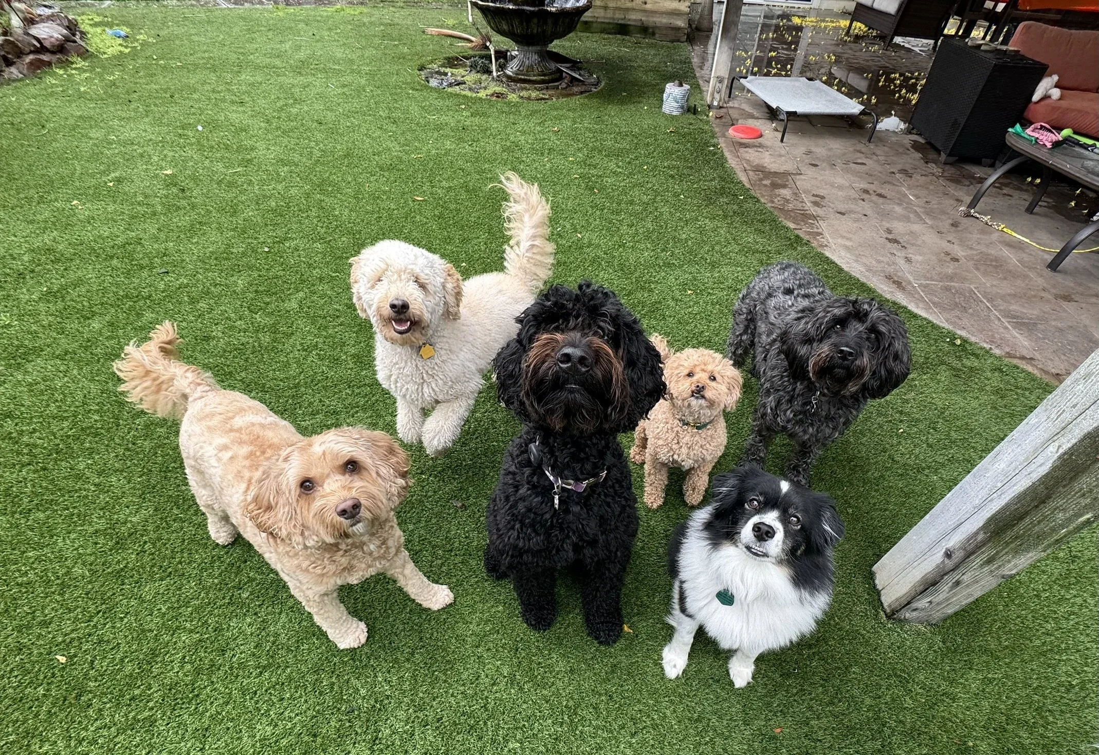 Doggy day care