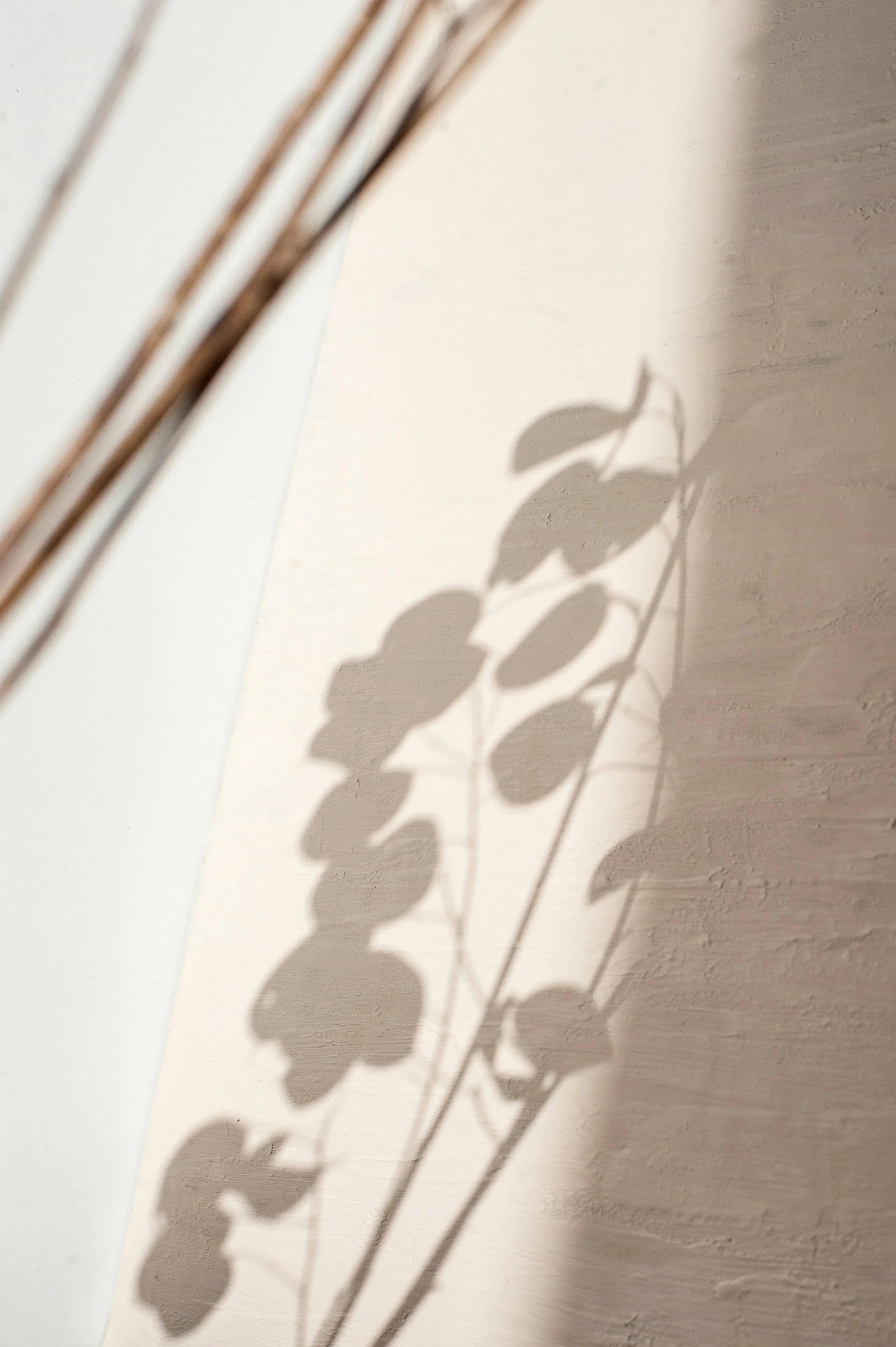 Shadow of a plant cast across a wall
