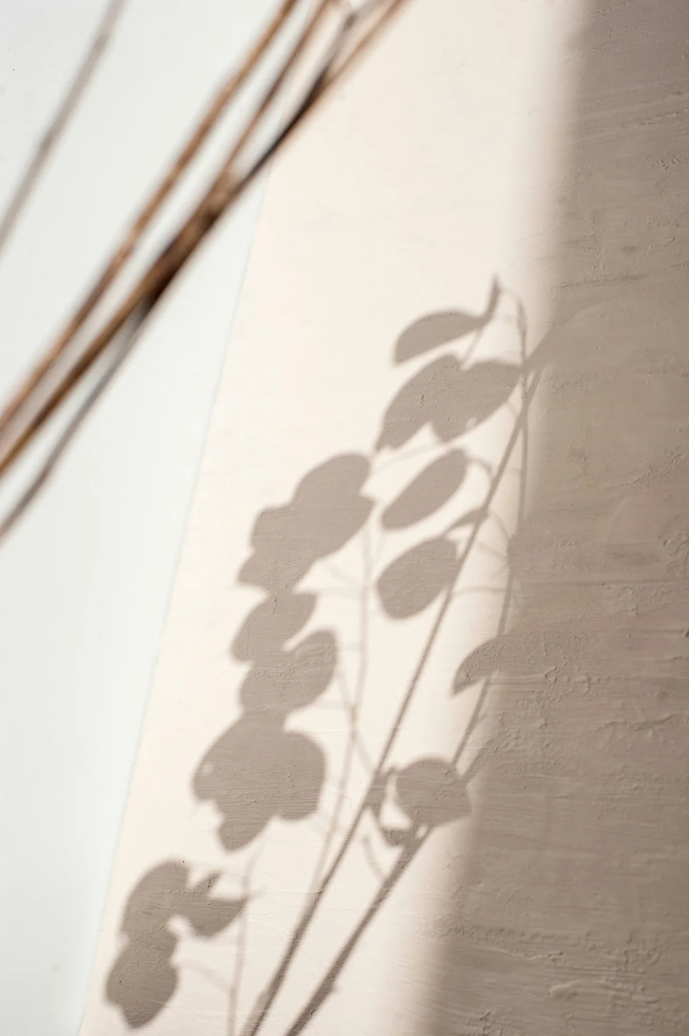 Shadow of a plant cast across a warm wall in soft light