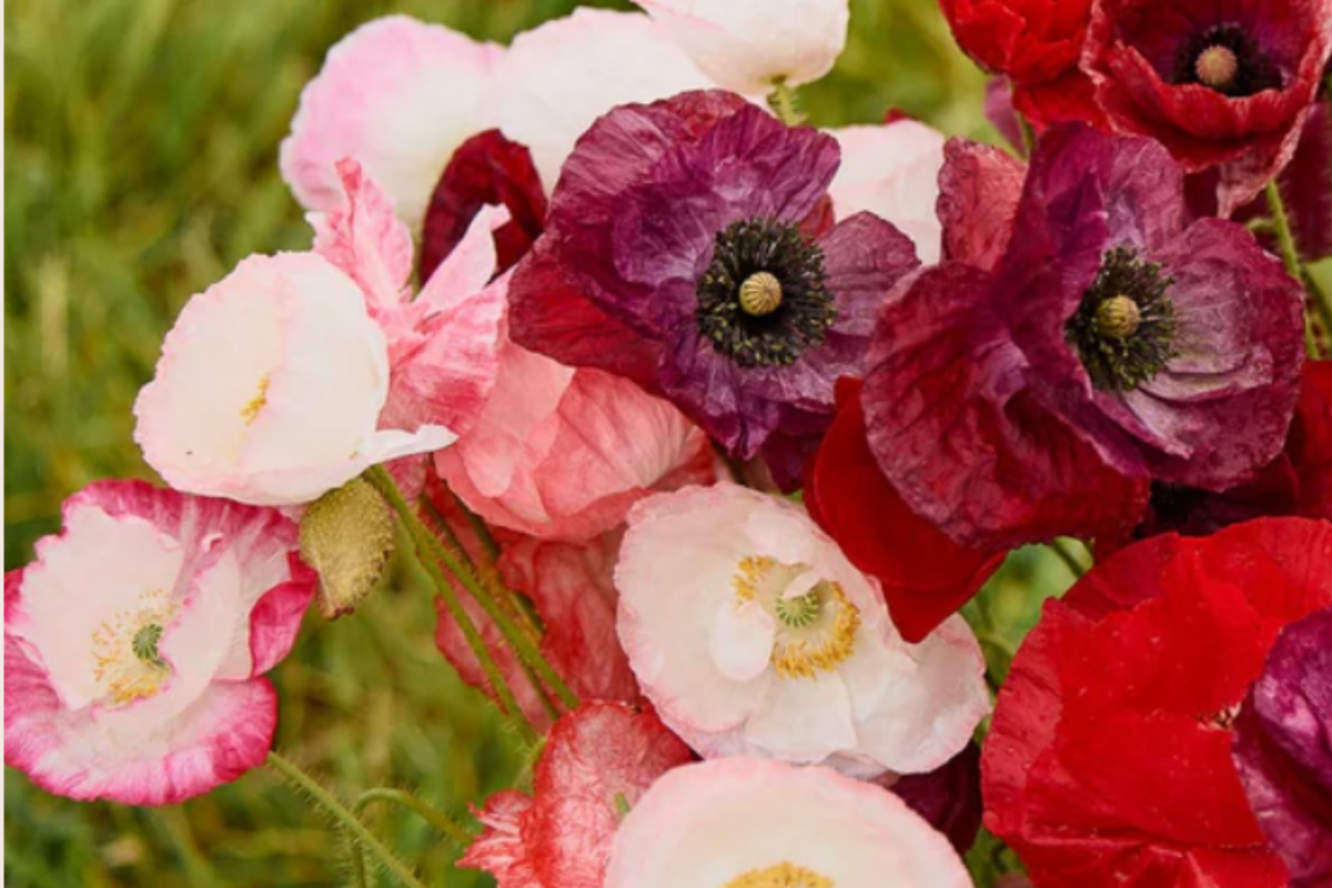 Poppy Shirley Double Mix