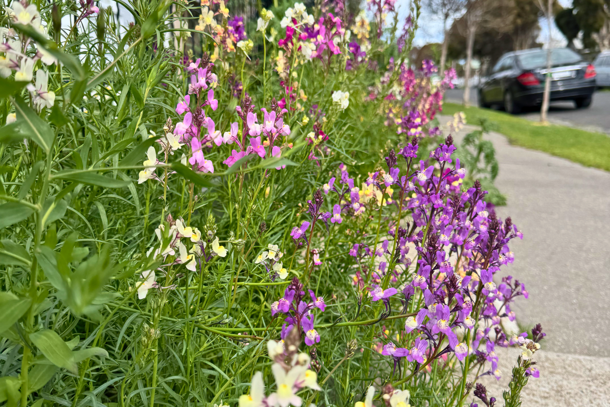 Linaria Northern Lights