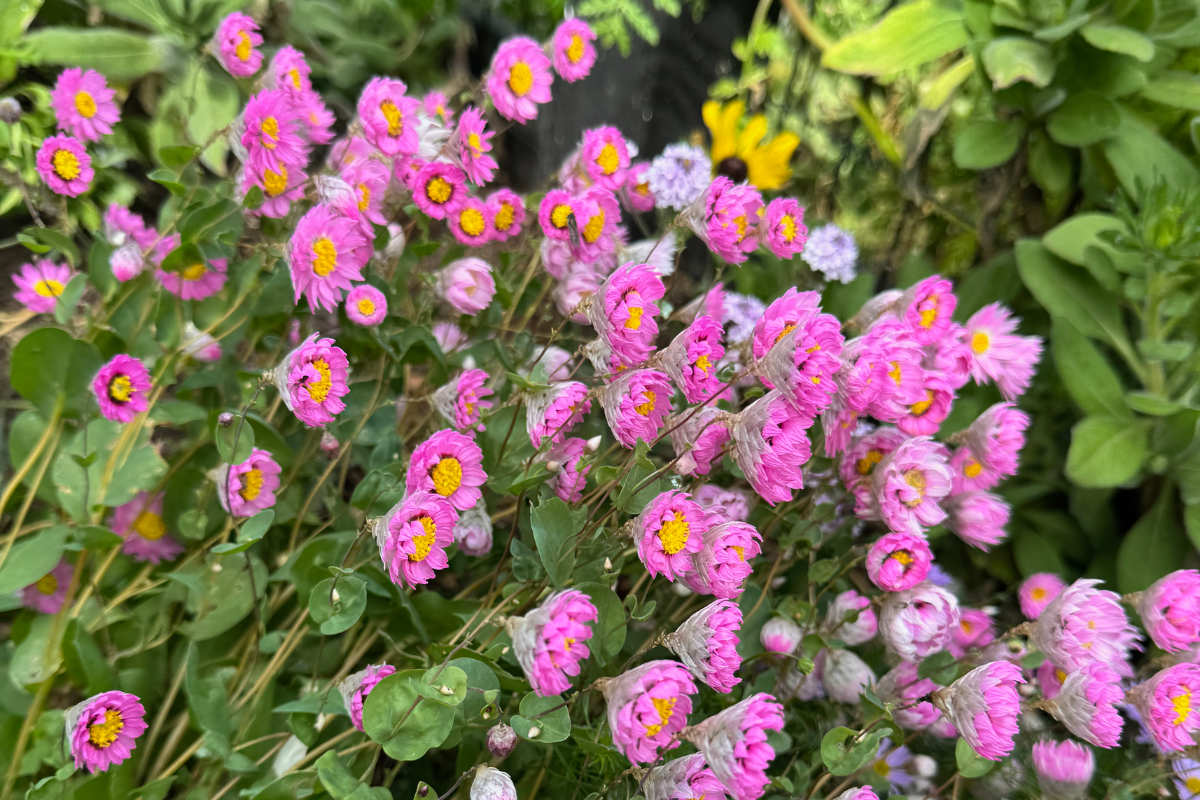 Everlasting Pink Sunray