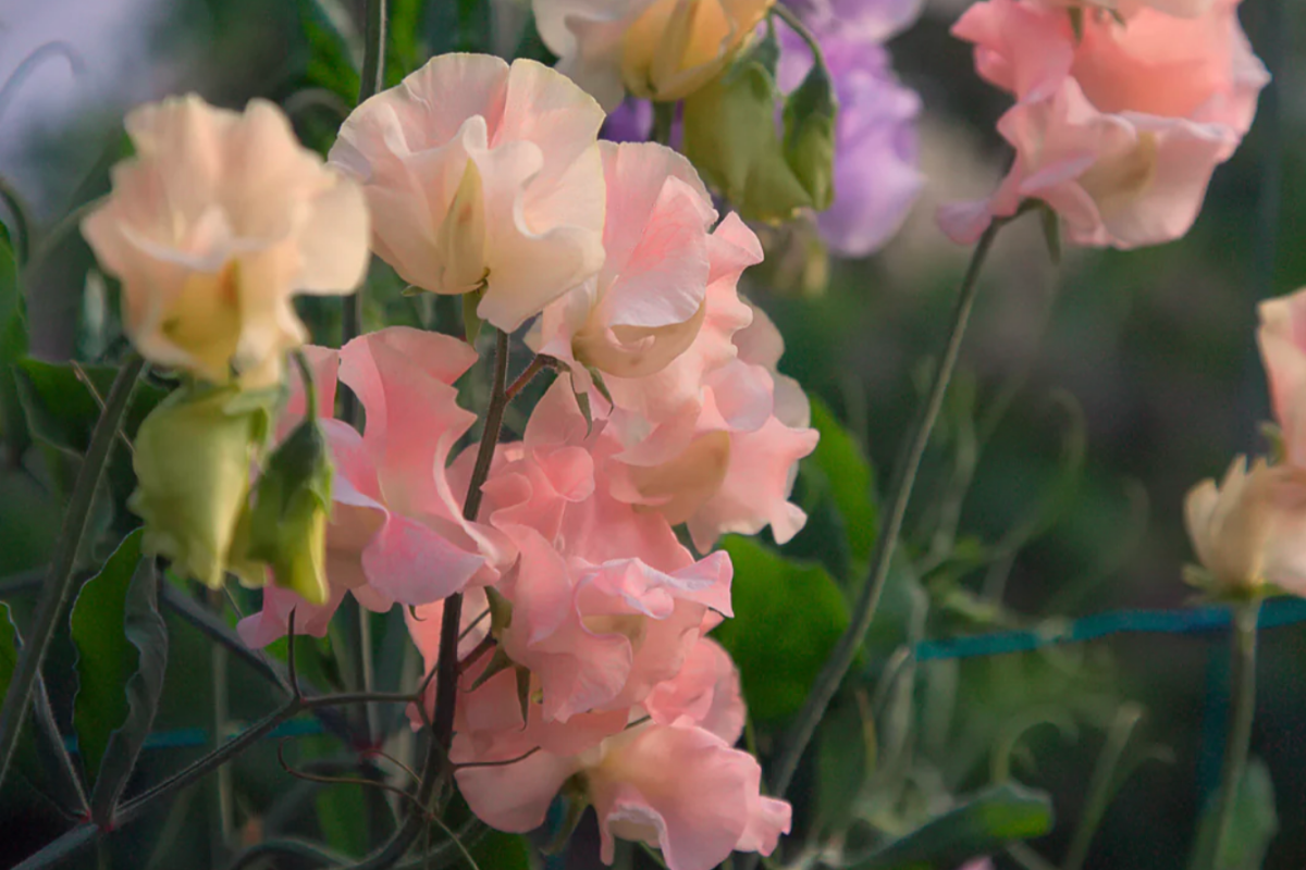 Sweet Pea Spring Sunshine Peach