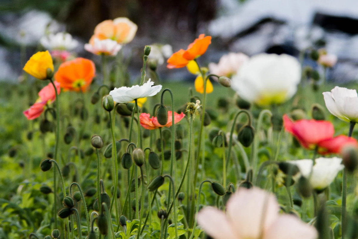 Poppy Springsong Mix