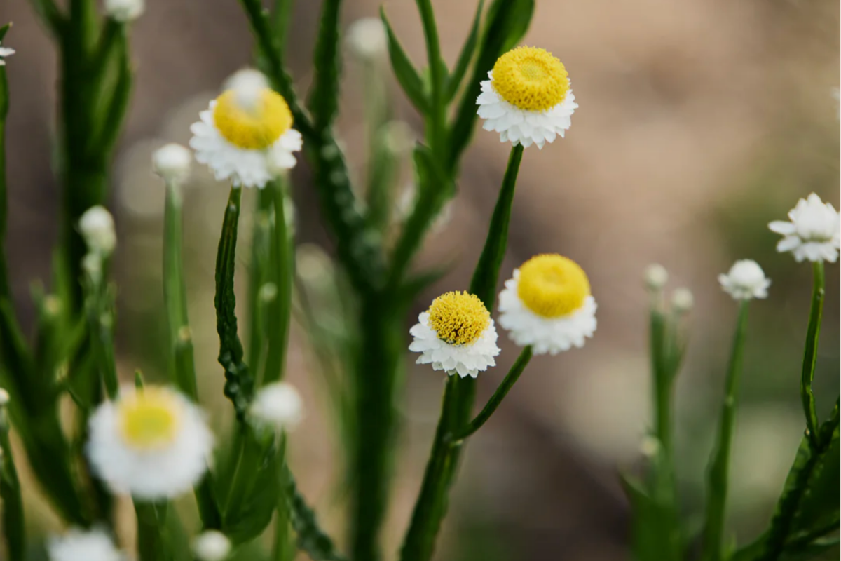Winged Everlasting