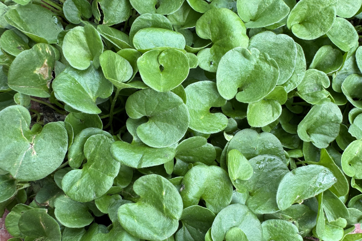 Dichondra Emerald Falls