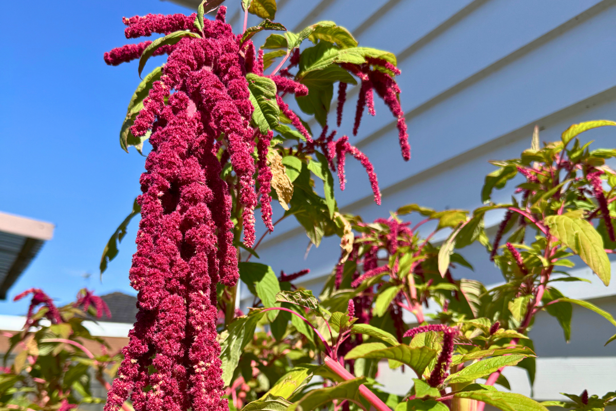 Amaranth Love Lies Bleeding