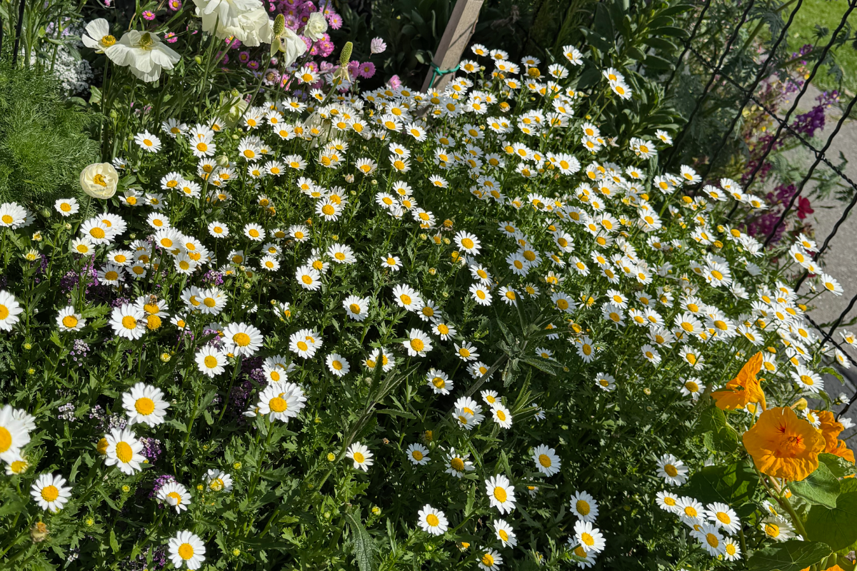 Chrysanthemum Pure White