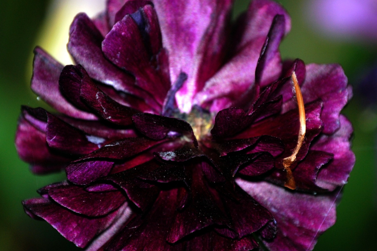 Ranunculus Florentine Burgundy