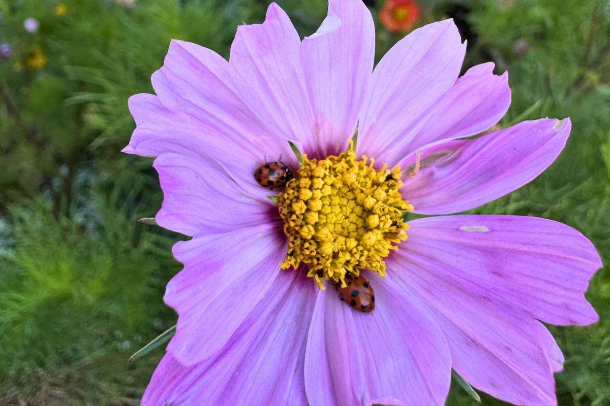 Cosmos Sensation Mix