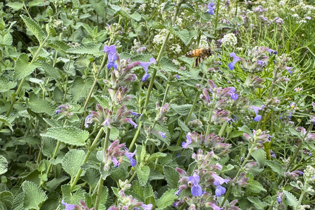 Cat Mint