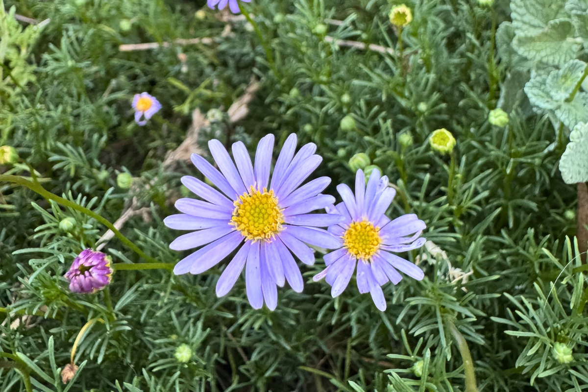 Brachyscome