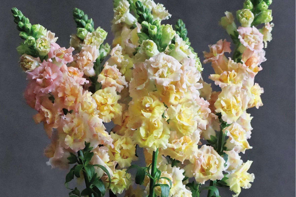 Snapdragon Snapstar Champagne