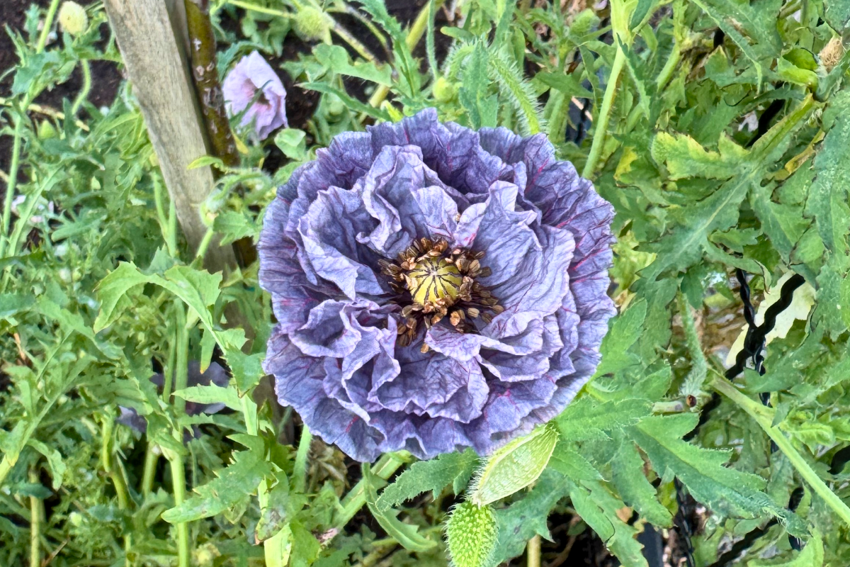 Poppy Amazing Grey