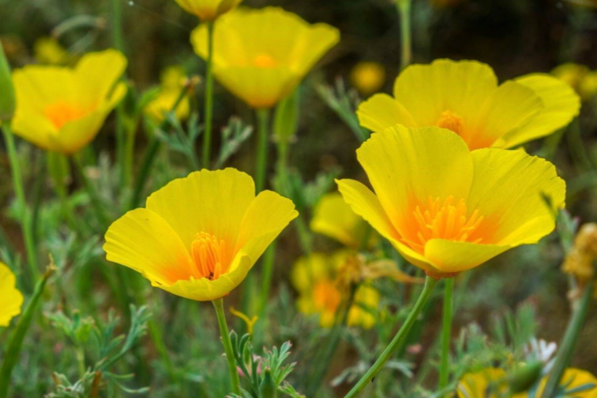 California Poppy Golden West