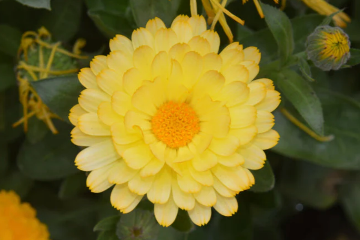 Calendula Double Lemon