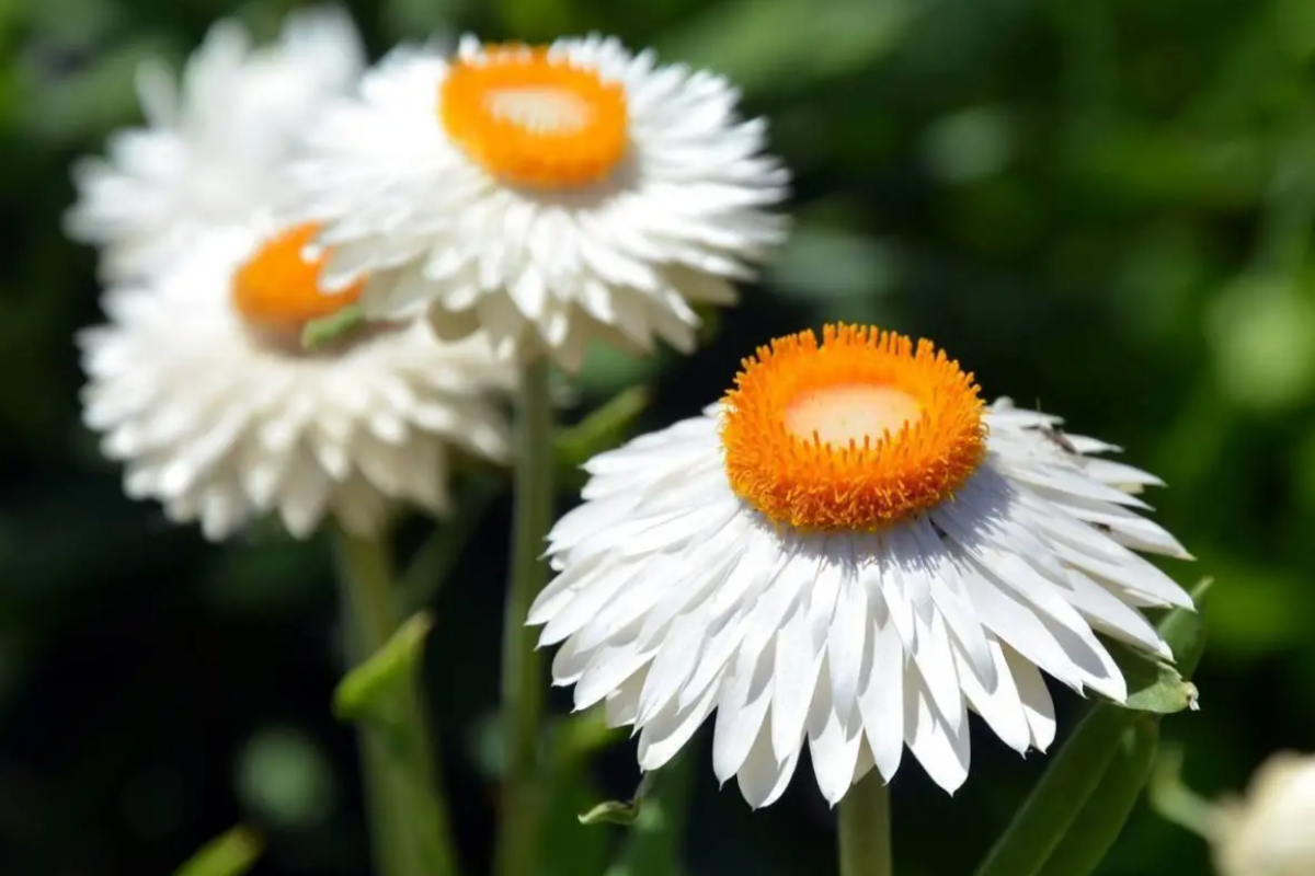 Strawflower White