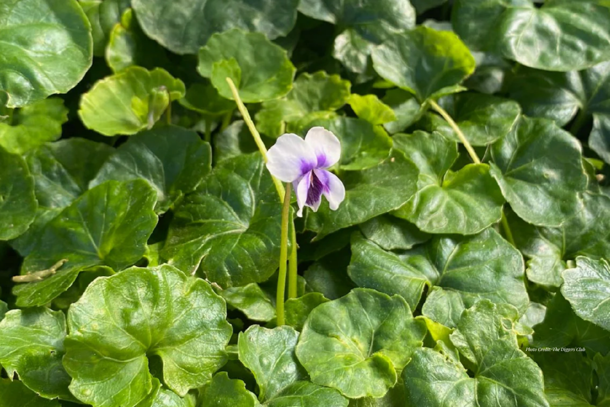 Native Violet