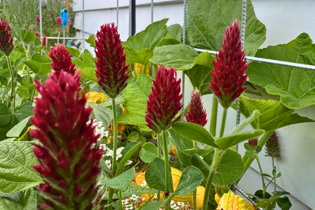 Red Clover