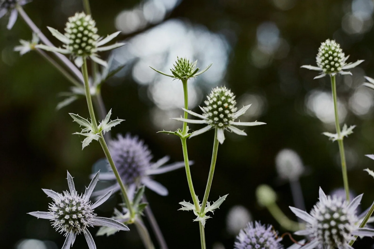 Sea Holly Deep Blur or Silver