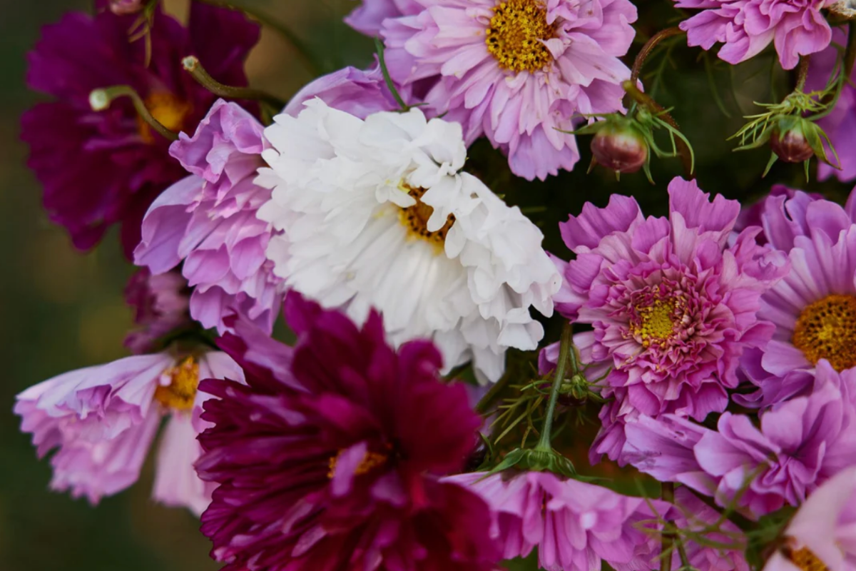 Cosmos Double Click