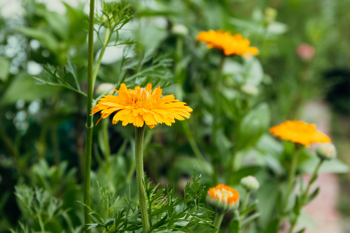 Calendula Greenheart Orange