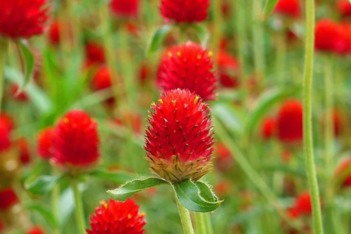 Gomphrena Strawberry Fields