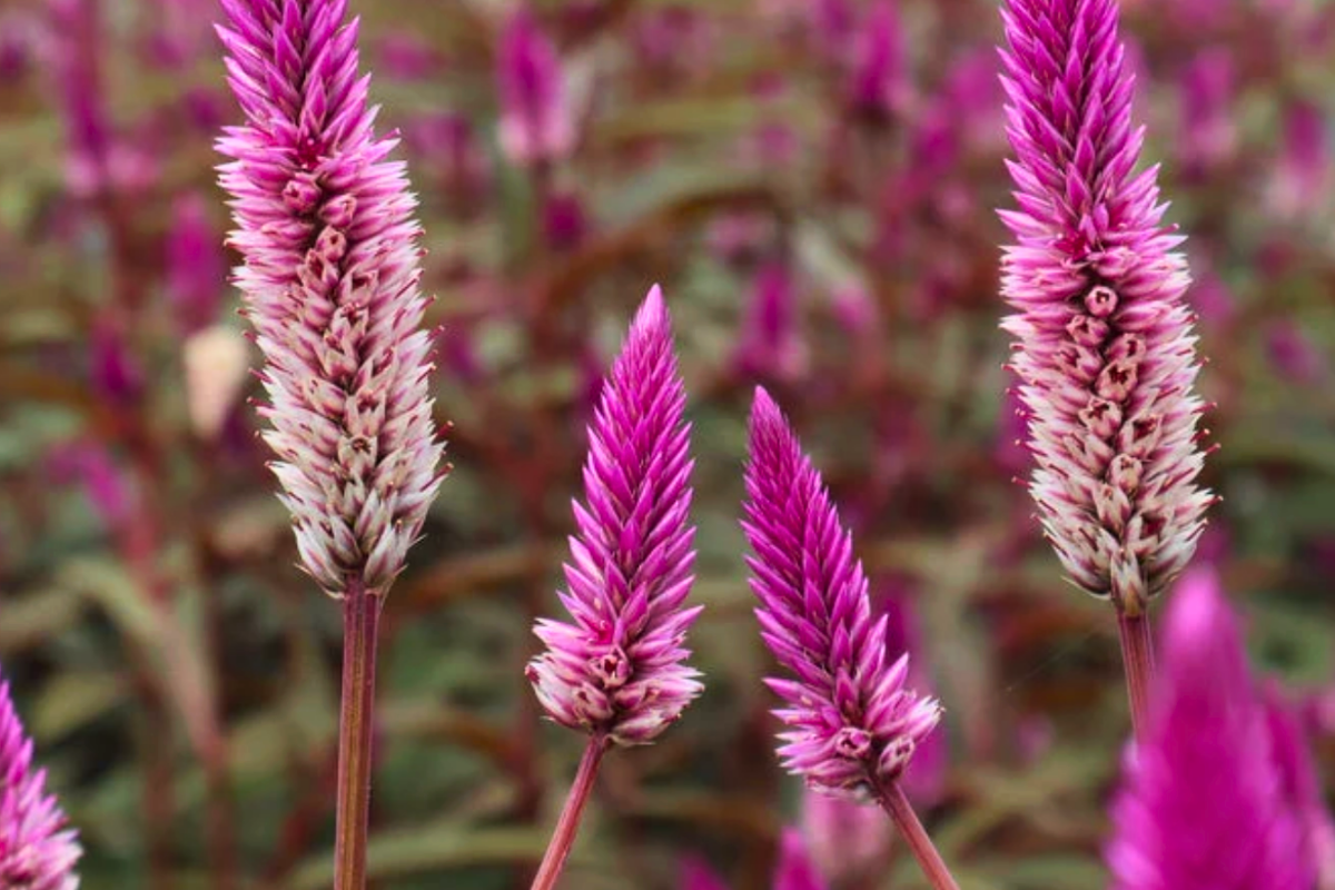 Celosia Ruby Parfait