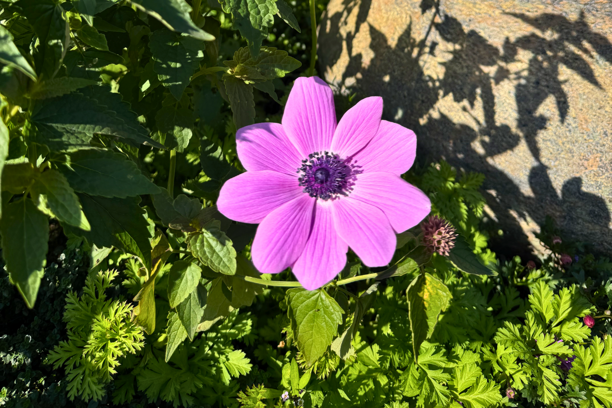 Anemone Poppy Pink
