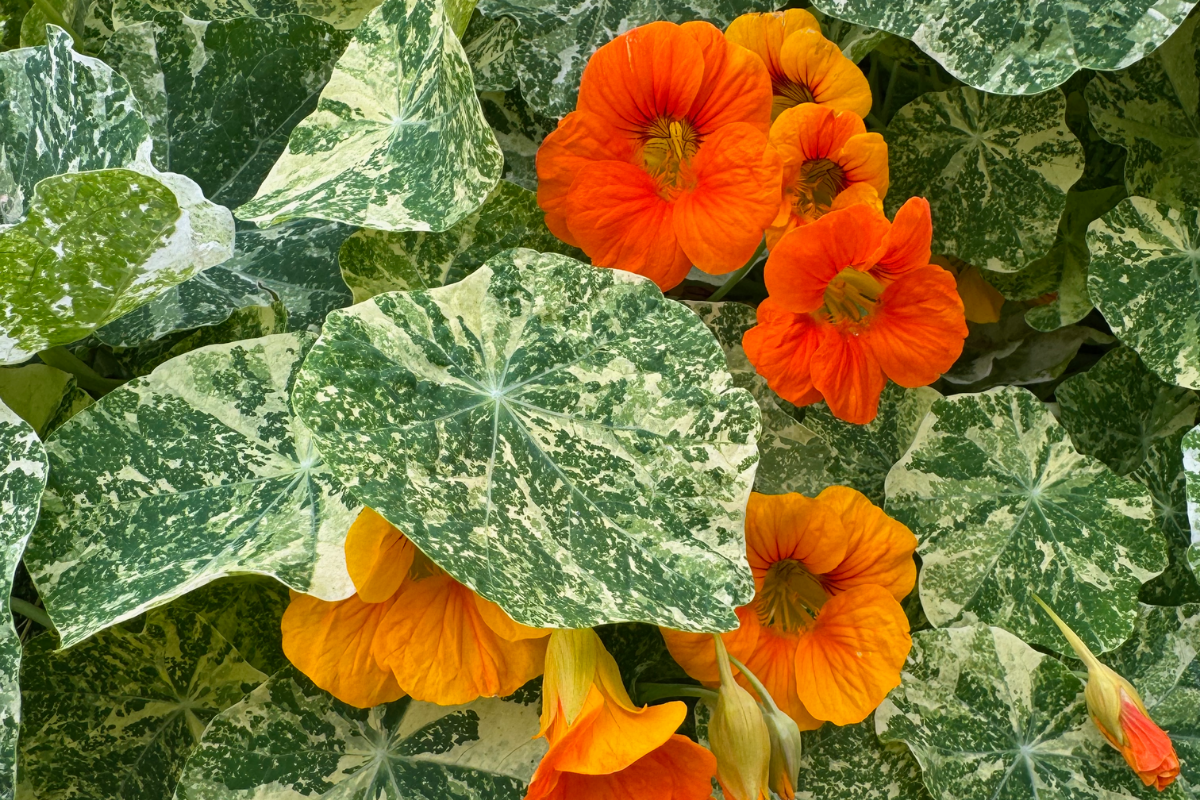 Nasturtium Alaska