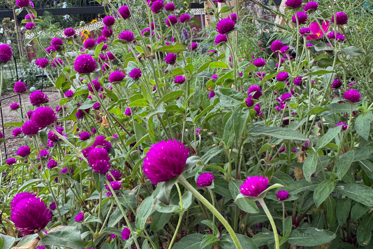 Gomphrena Tall Purple