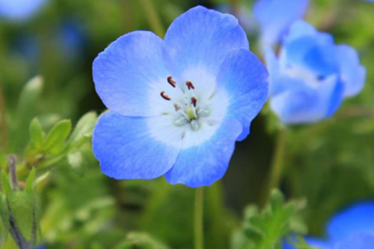 Nemophila Baby Blue Eyes