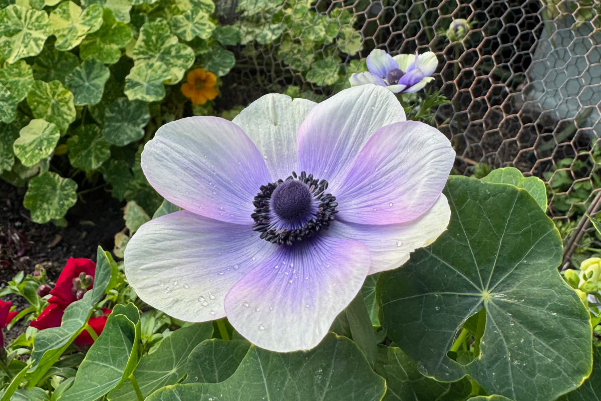 Anemone De Caen White and Blue