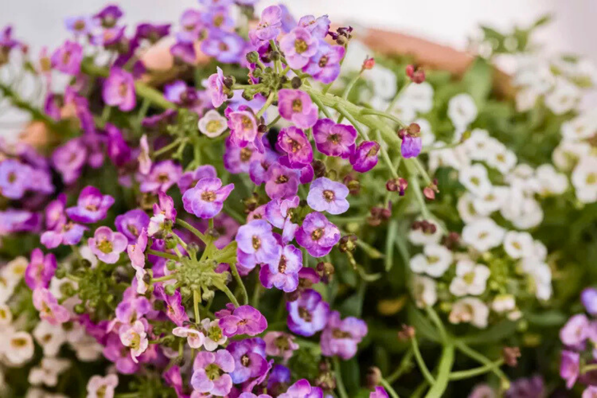 Sweet Alyssum Mix