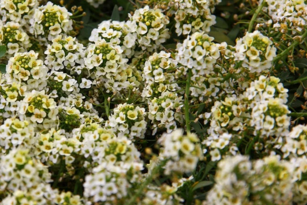 Alyssum Pixie Lemon