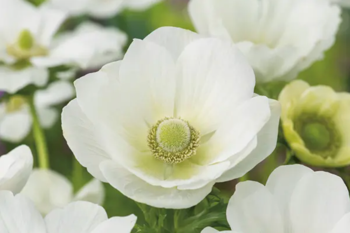 Anemone Poppy White