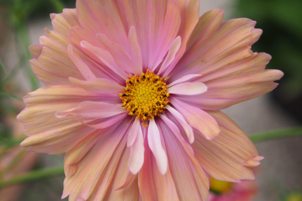 Cosmos Apricotta