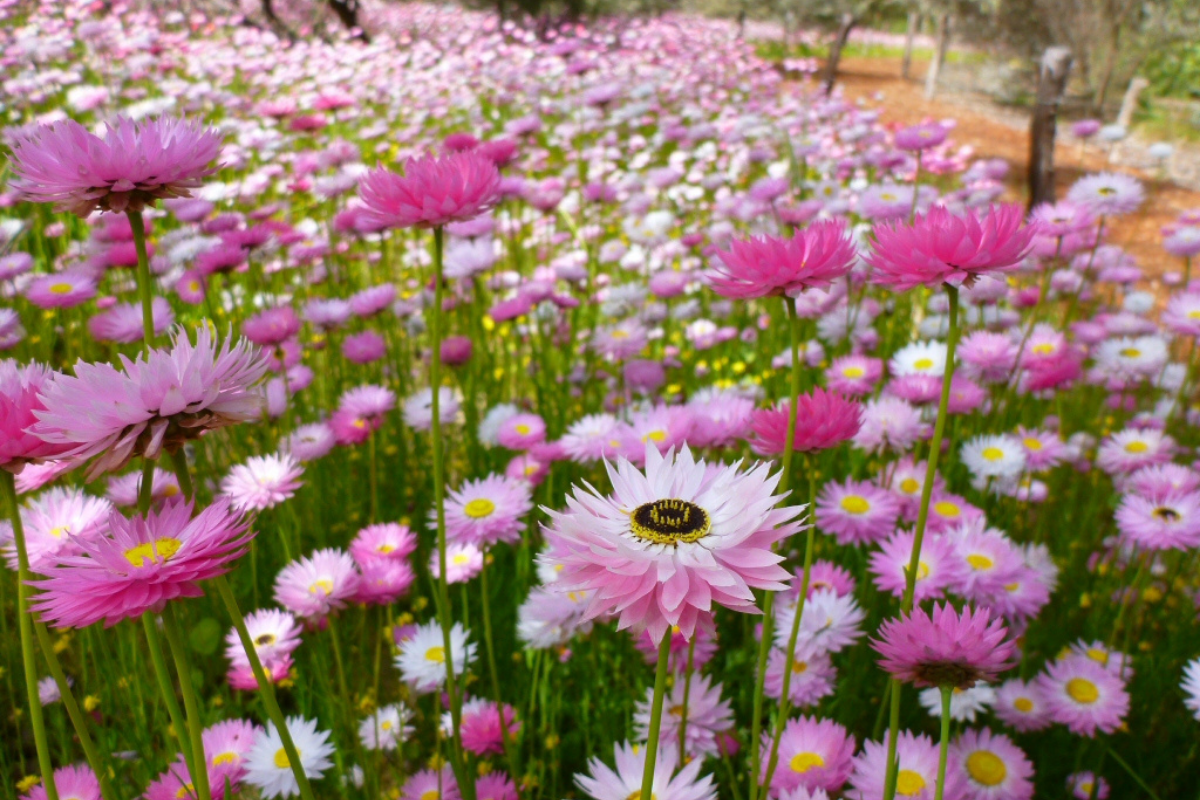 Everlasting Daisy Pink and White