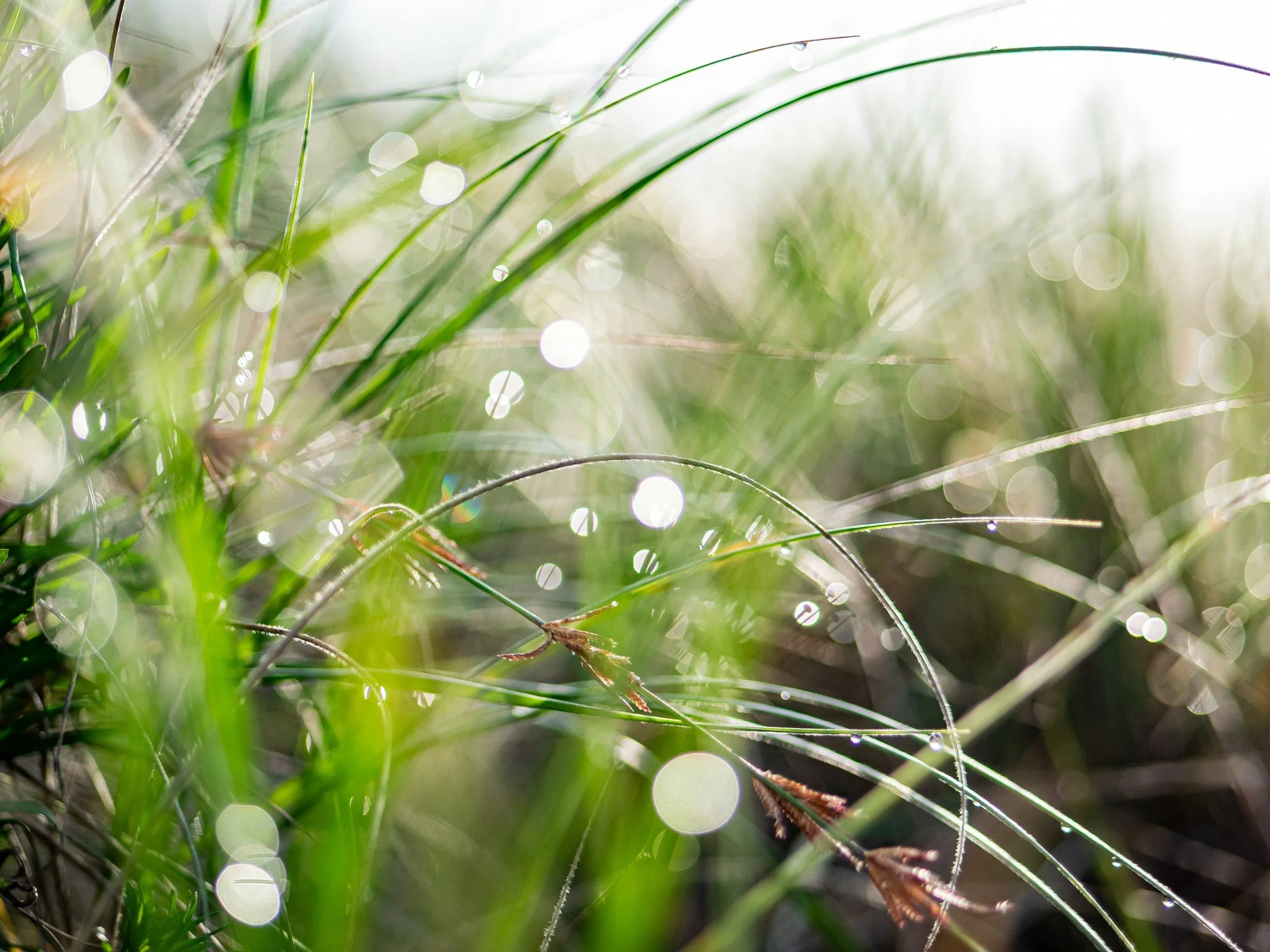 Fine green grasses and bright drops of dew in soft sunlight.