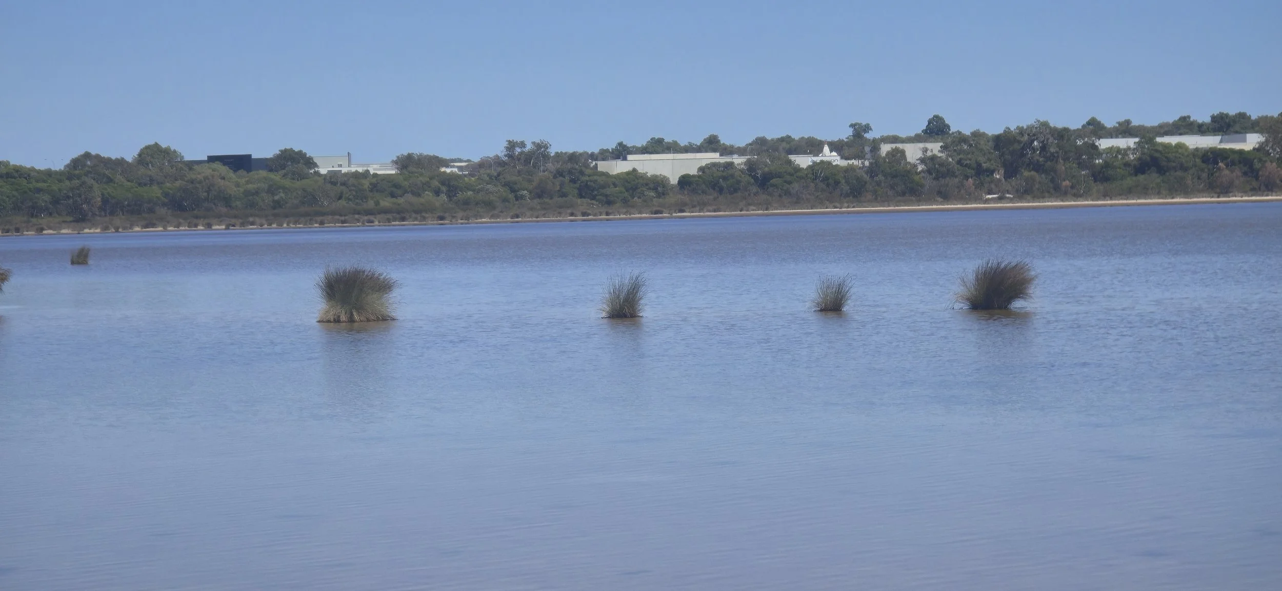 Gnangara wetland
