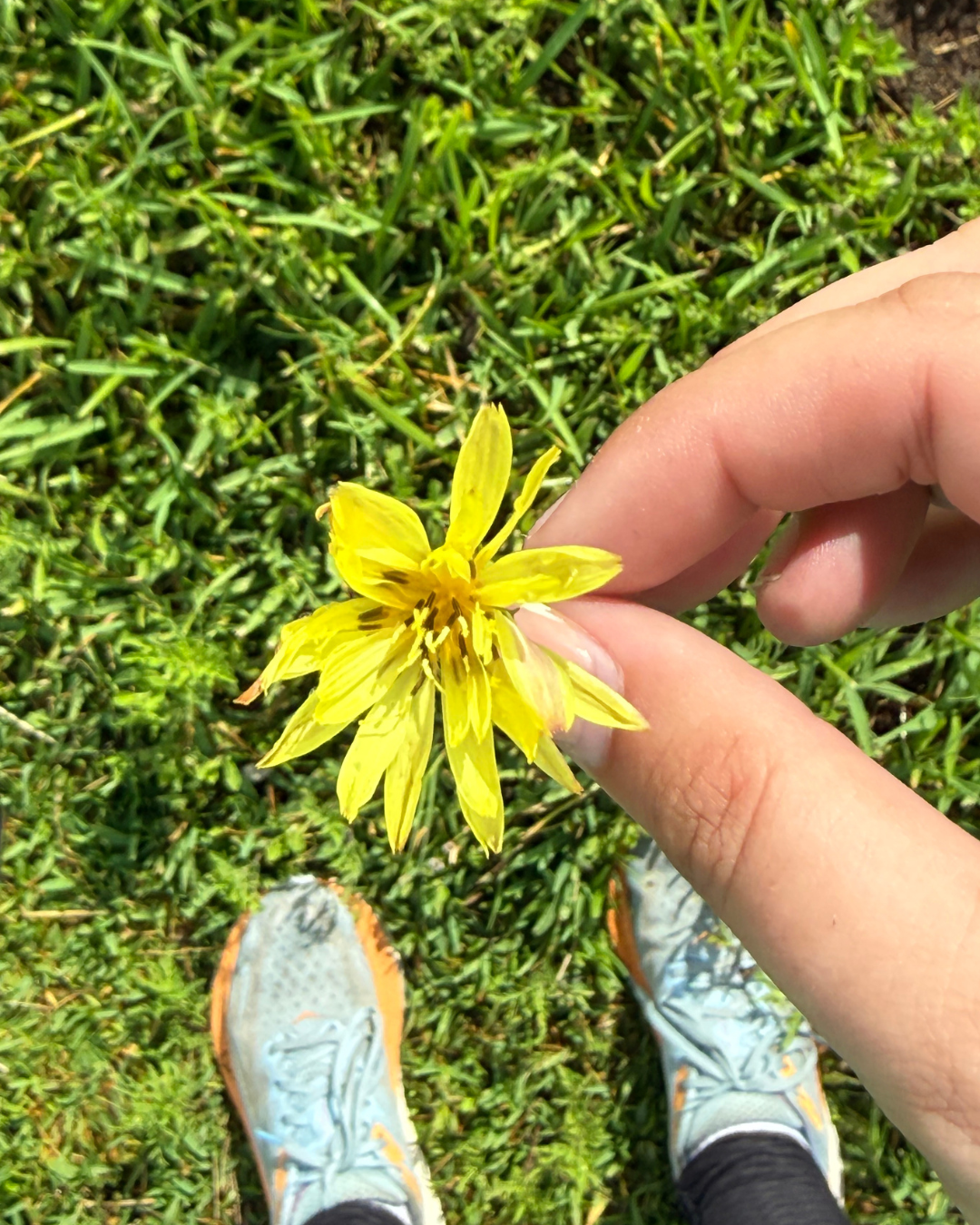 morning walk field notes photo