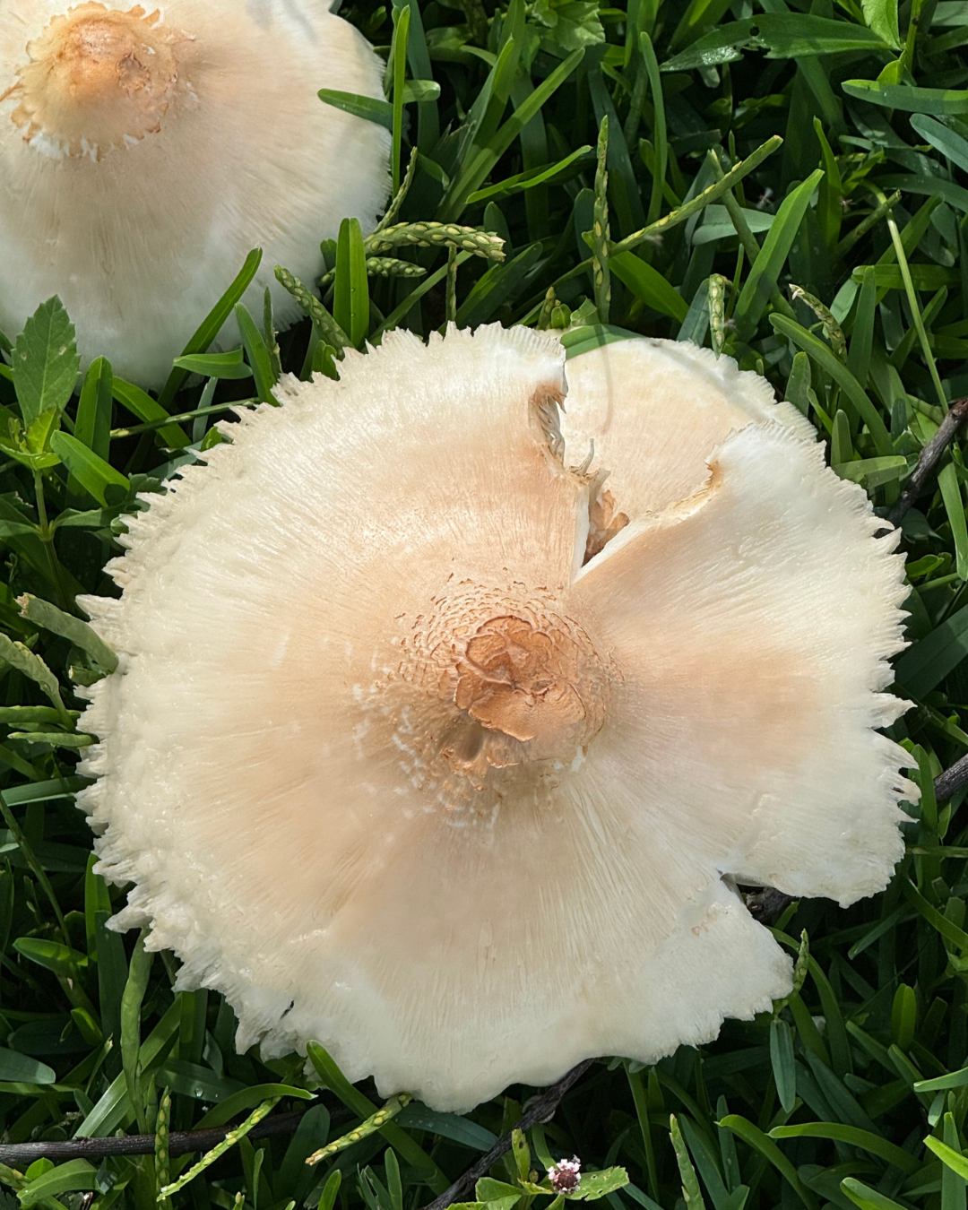 mushroomz